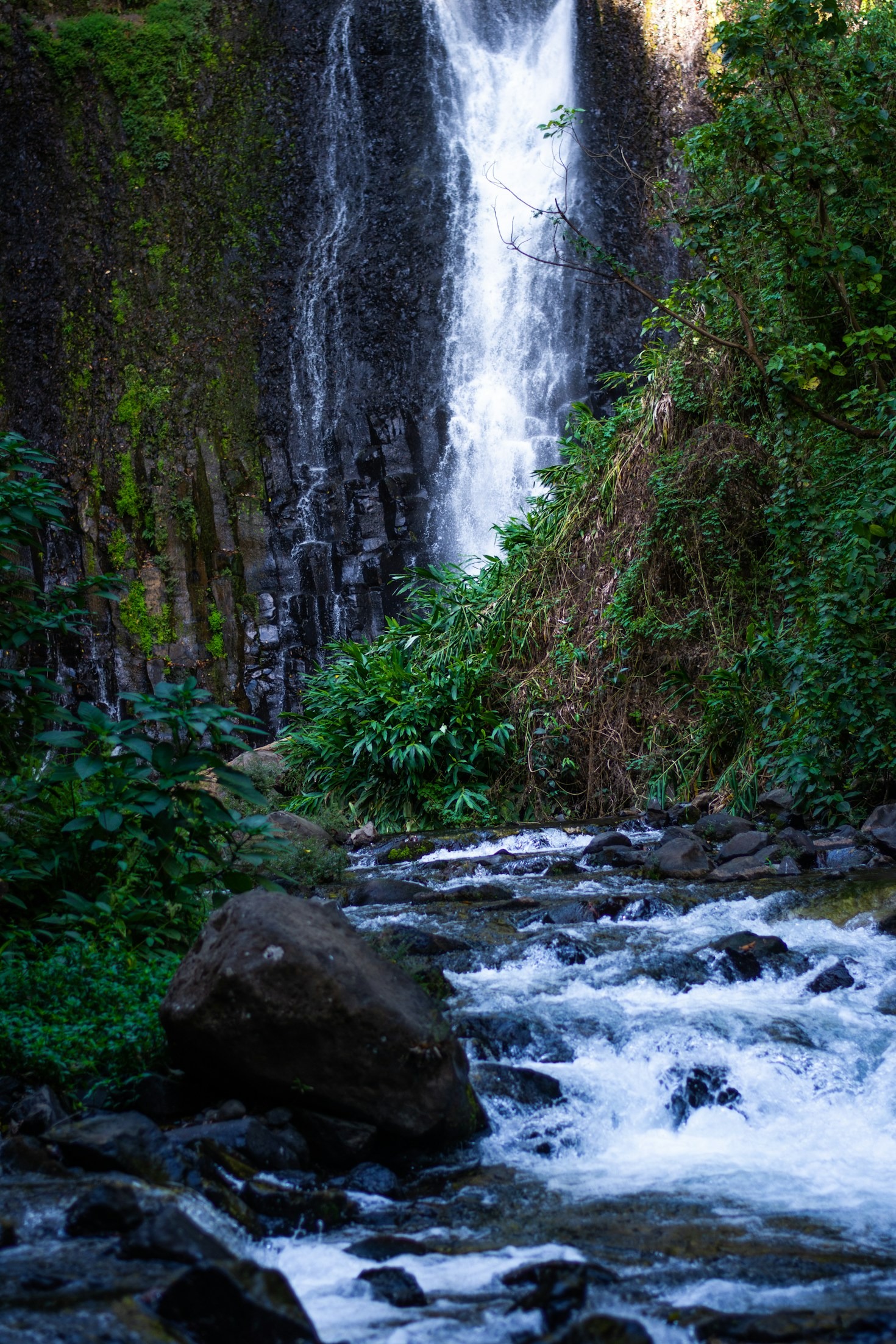 A importância da biodiversidade do Rio Xingu